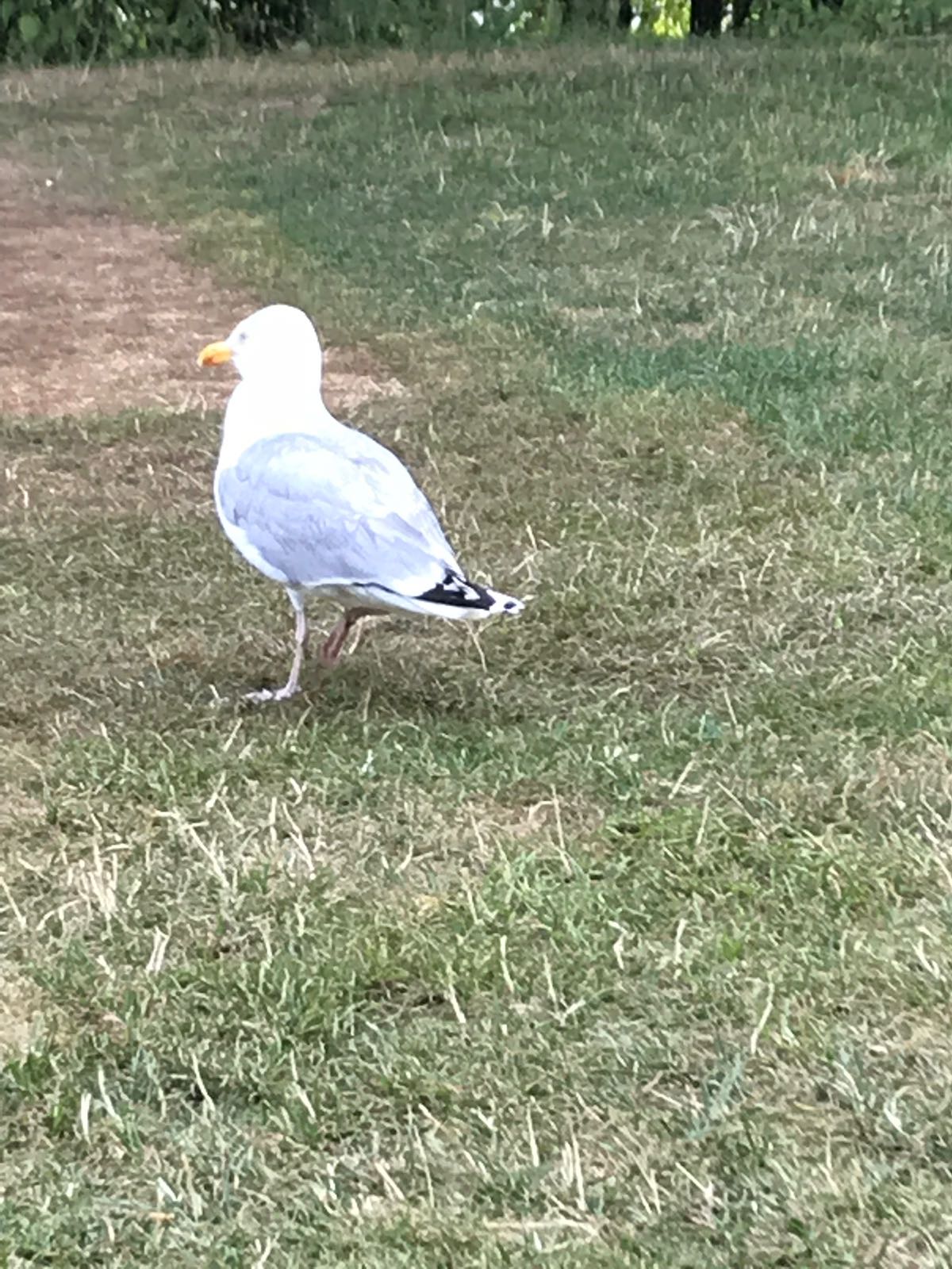 Ride Out England - Image 58